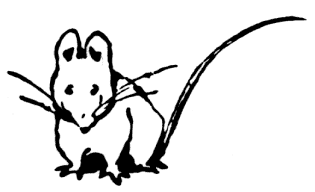 A Mouse